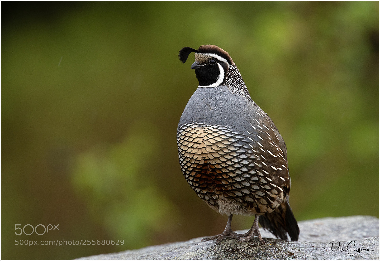 Canon EOS-1D X Mark II sample photo. California quail photography