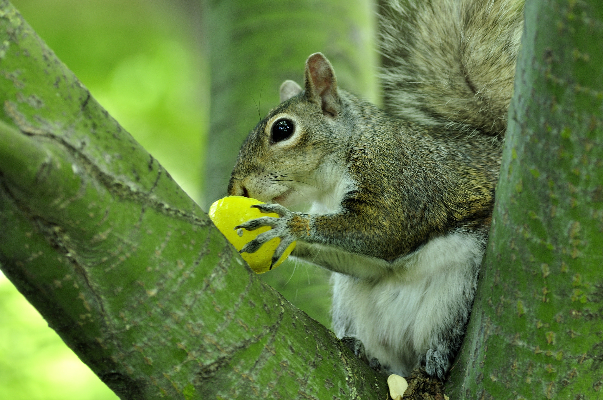 Nikon D90 sample photo. Squirrel photography