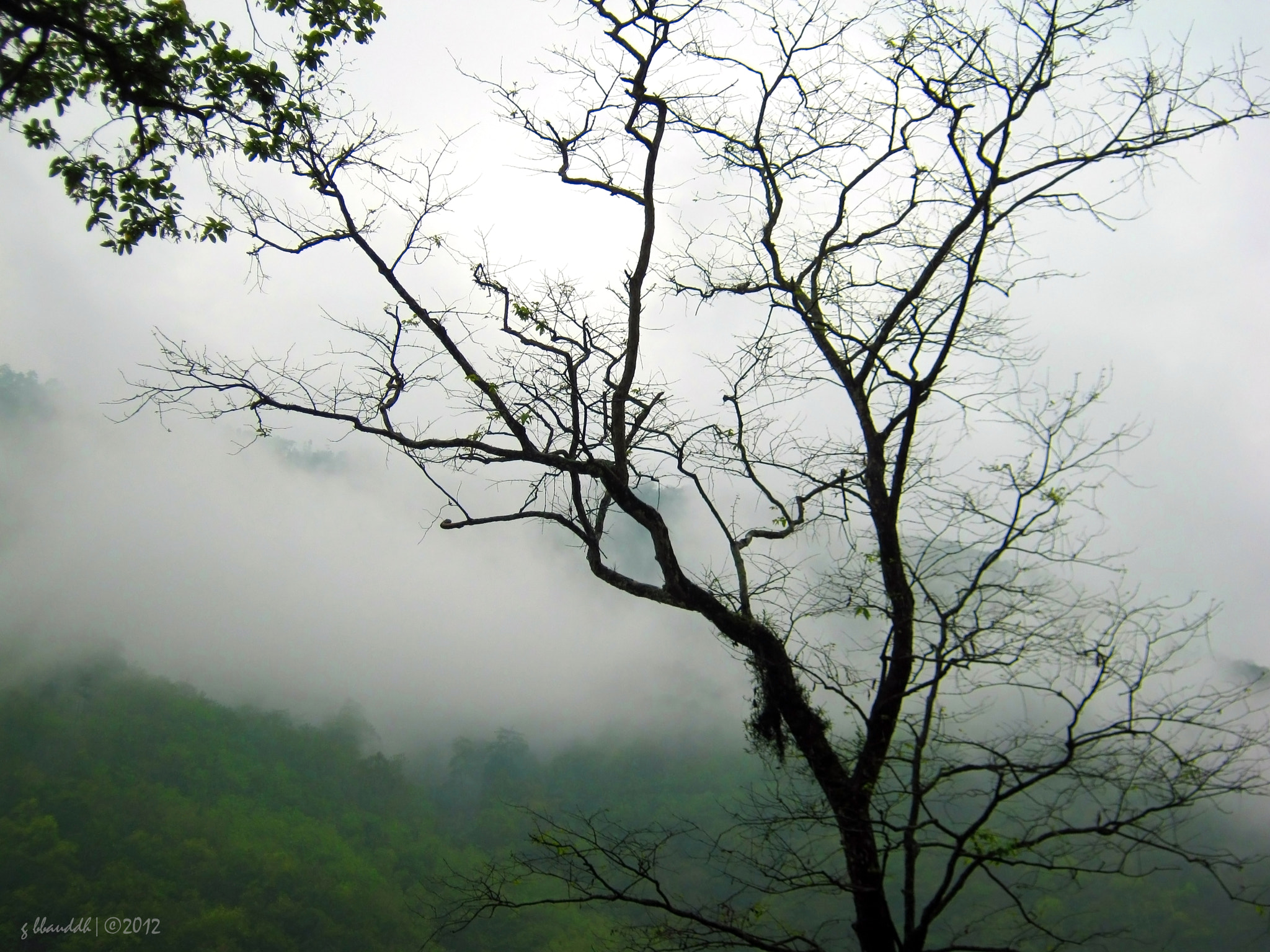 Canon PowerShot A495 sample photo. Veins of nature photography