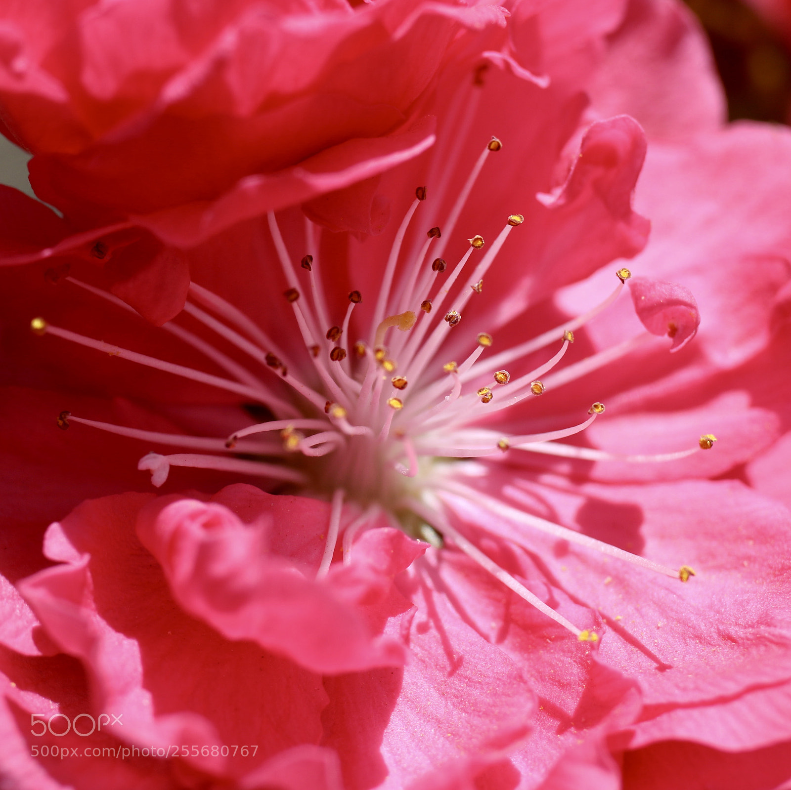 Canon EOS 70D sample photo. Flower photography