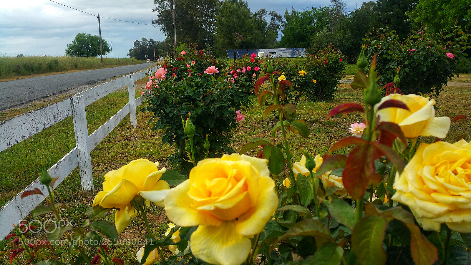Samsung Galaxy Note4 sample photo. Rainbow of roses photography