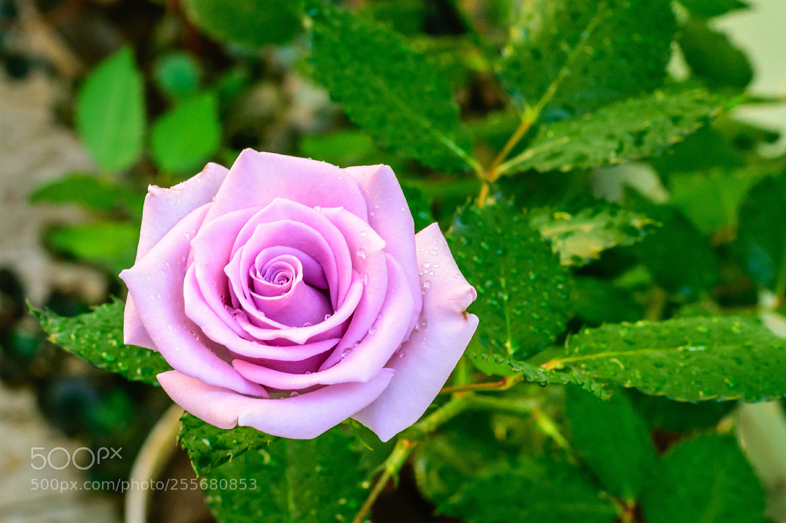 Nikon D5300 sample photo. Gardening ...!!! photography
