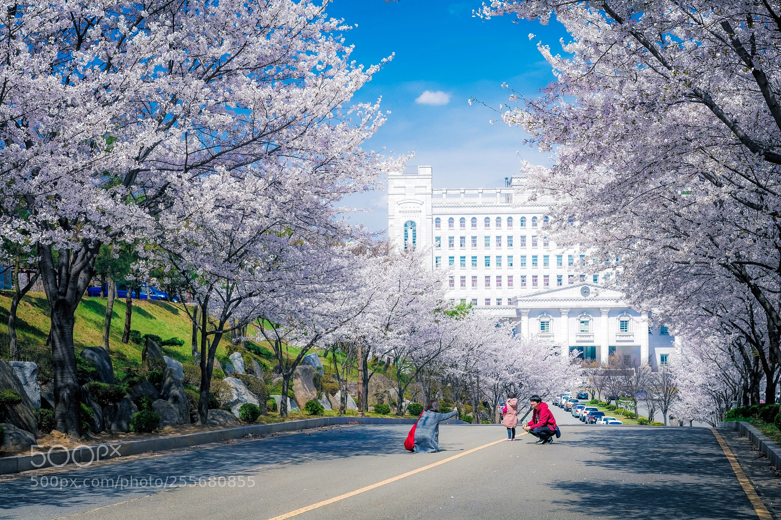 Canon EOS 80D sample photo. Cherry blossom iv photography