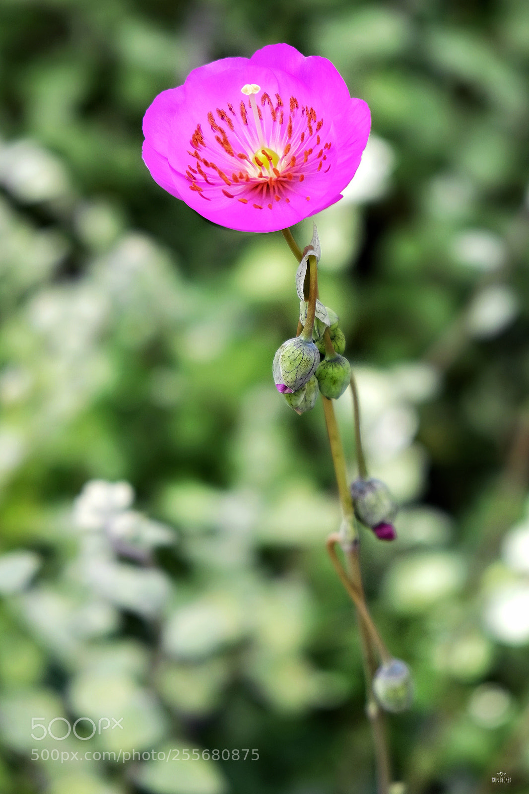 Fujifilm X-T1 sample photo. Beauty to nourish the photography