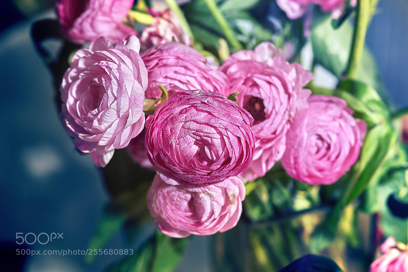 Nikon D800 sample photo. 牡丹花 photography