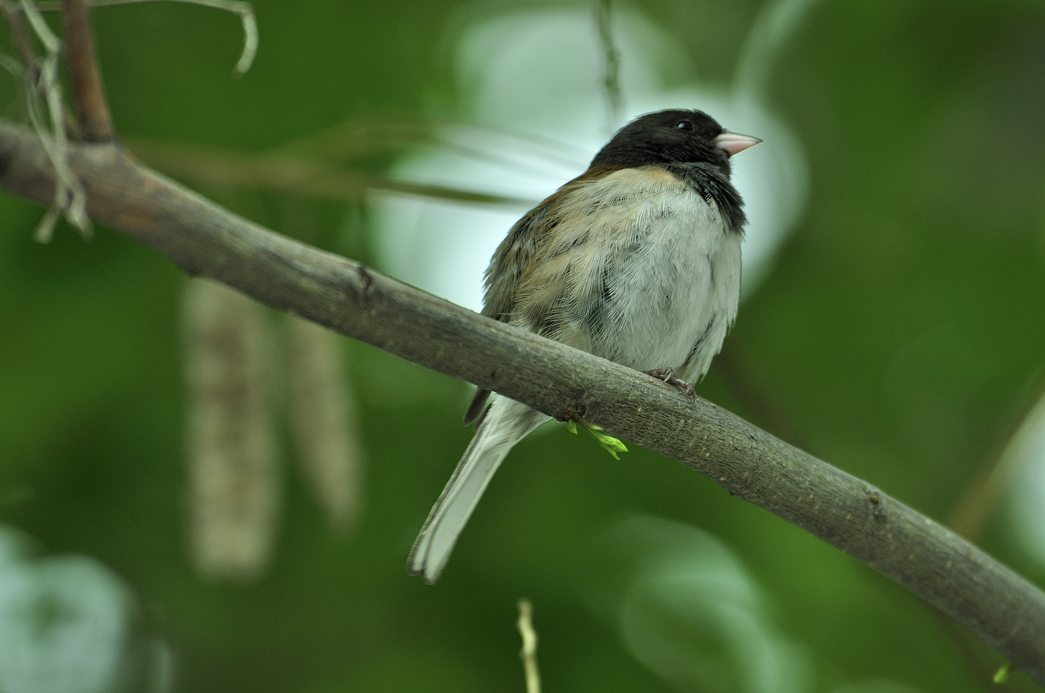 Nikon D90 sample photo. Bird photography