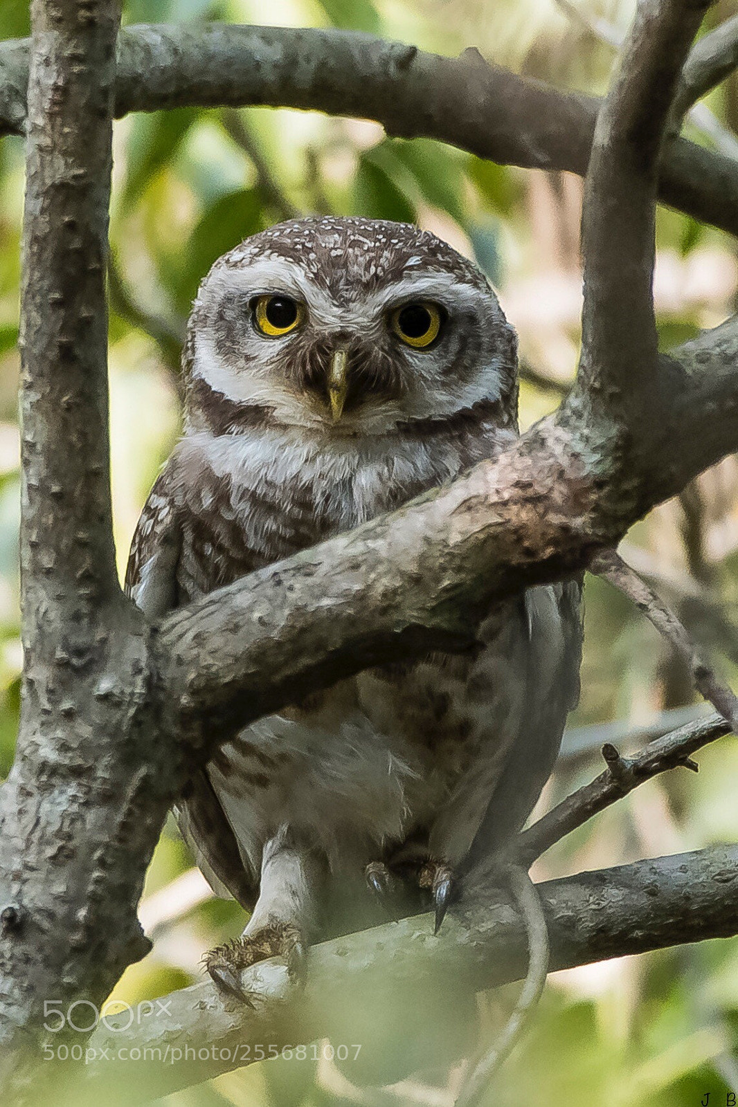 Nikon D500 sample photo. Security incharge of jungle photography