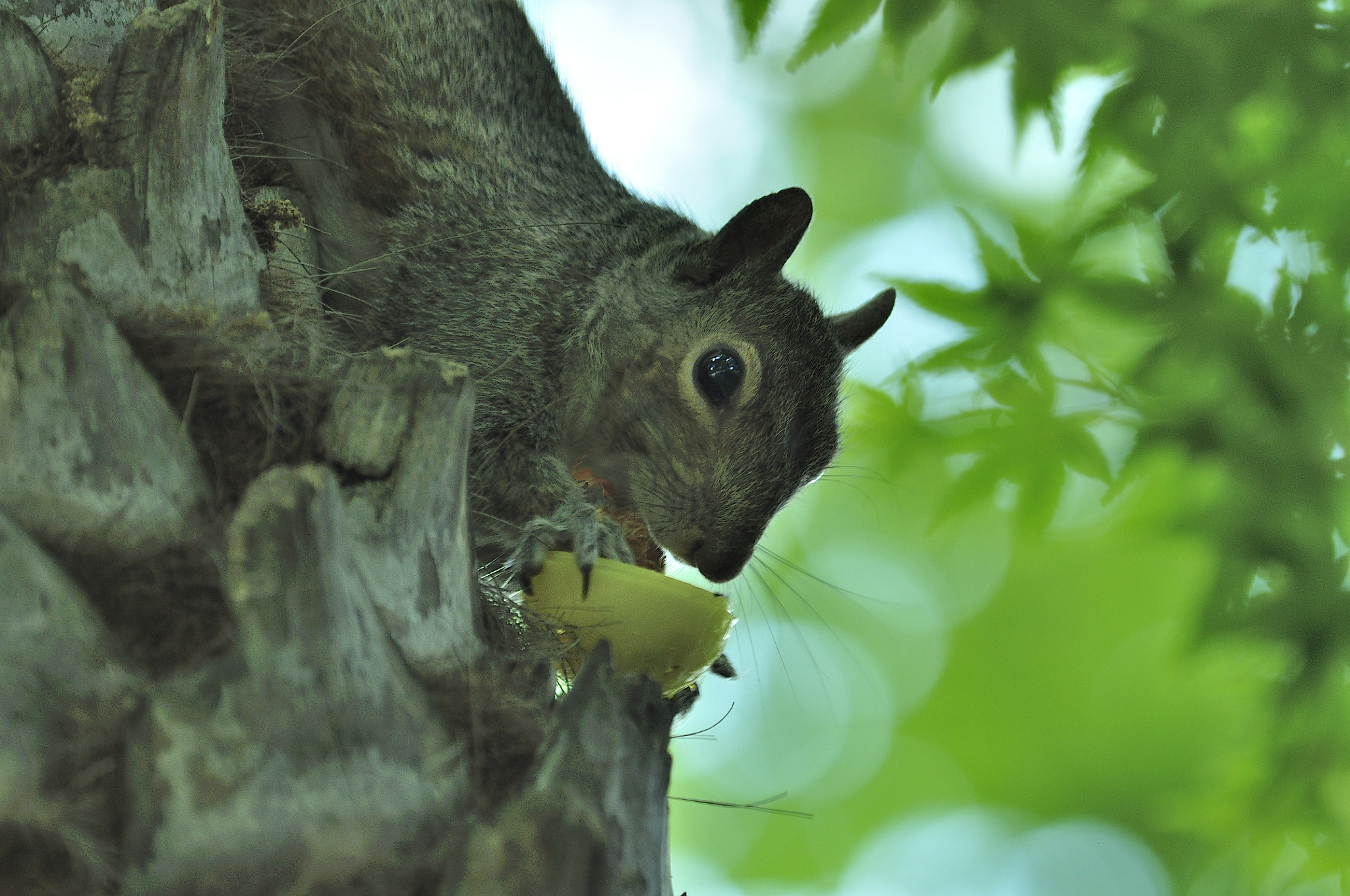Nikon D90 sample photo. Squirrel photography