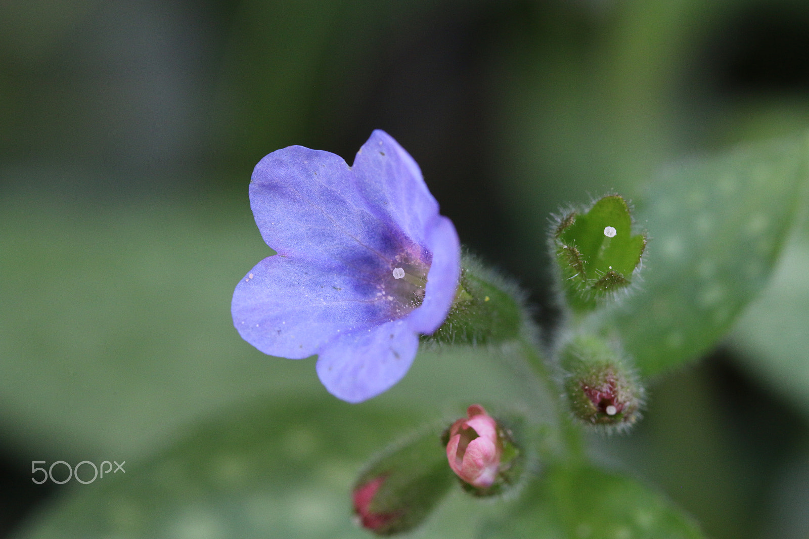 Canon EF 100mm F2.8L Macro IS USM sample photo. Little blue photography