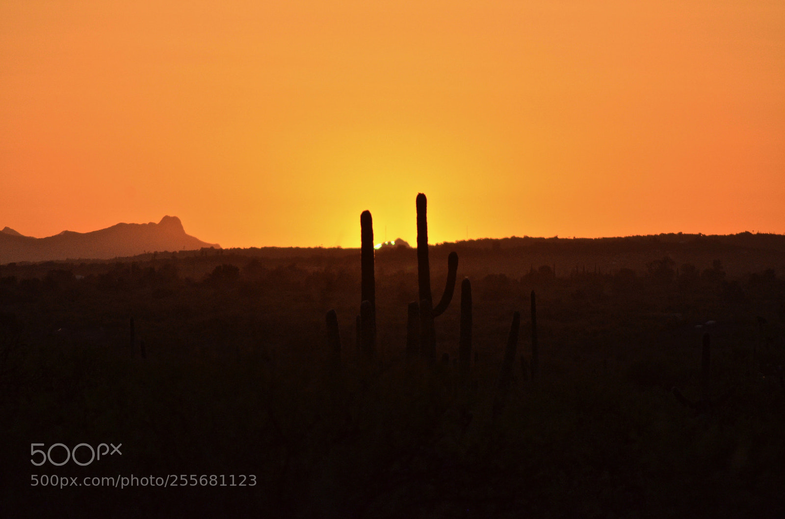 Nikon D7000 sample photo. Arizona sun photography