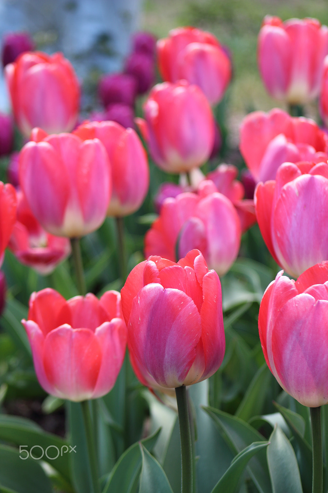 Canon EOS 100D (EOS Rebel SL1 / EOS Kiss X7) sample photo. The color of spring photography