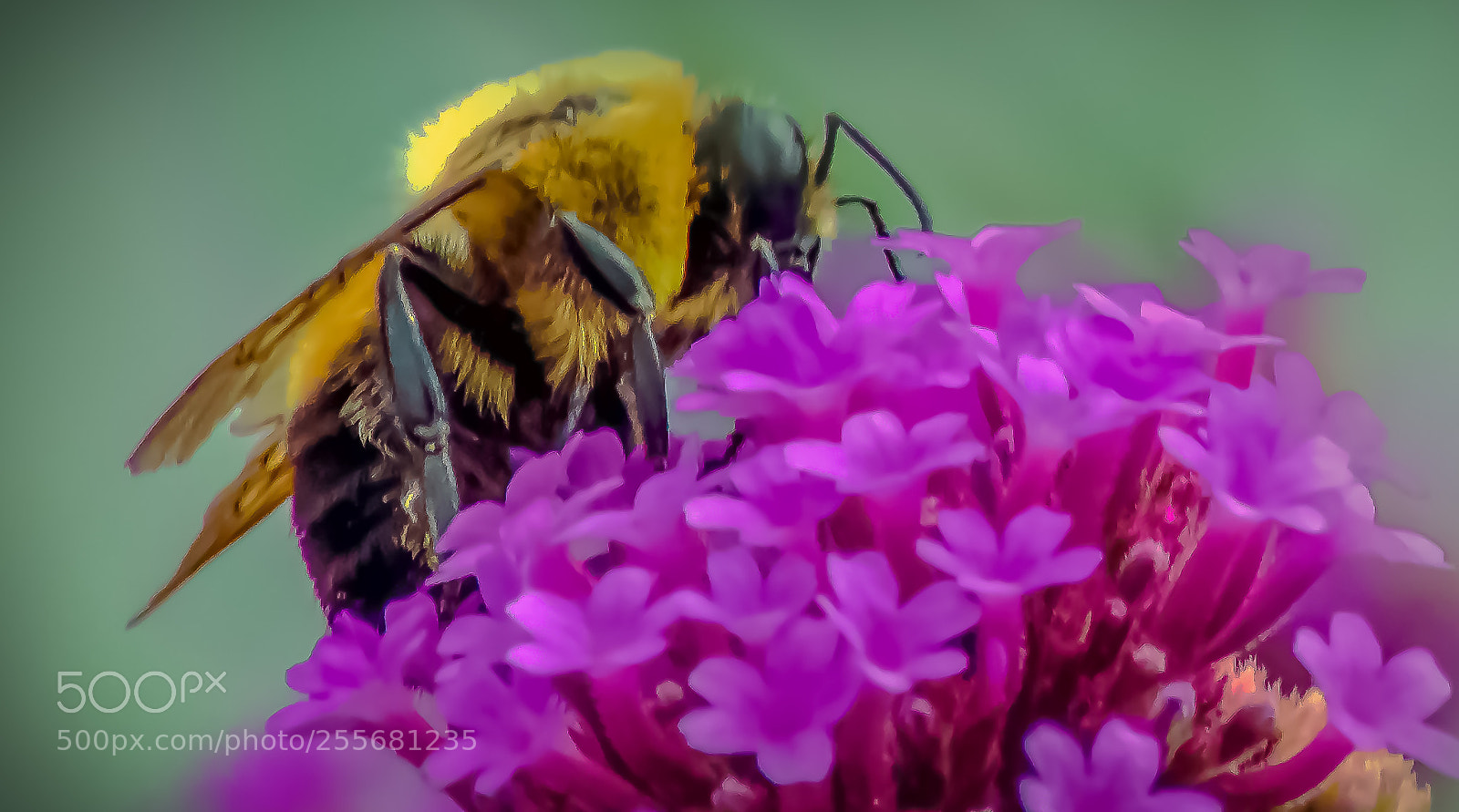 Nikon D3400 sample photo. Bee making honey photography