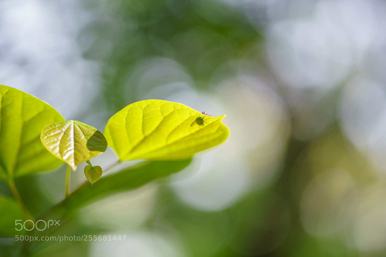 Sony a7R II sample photo. 虫影 photography