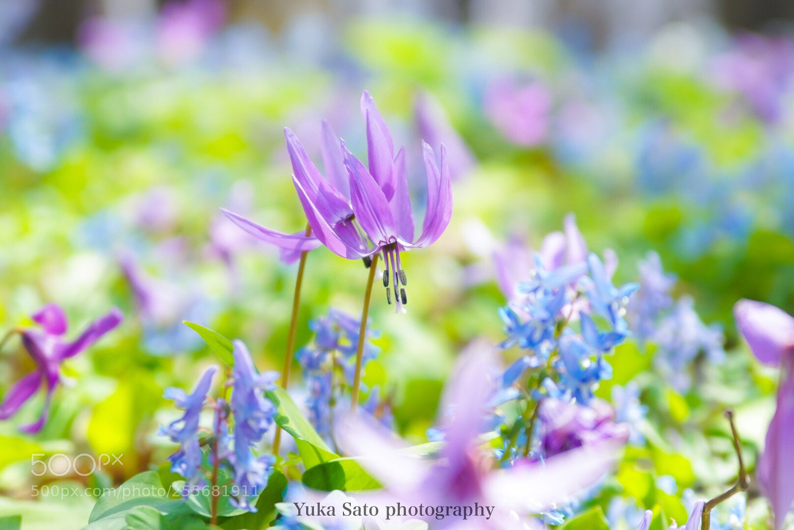 Sony a7R sample photo. カタクリの花 photography