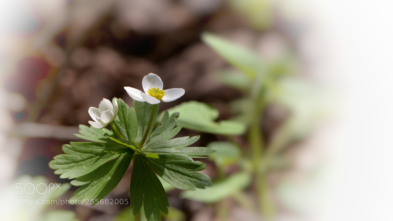Nikon D610 sample photo. Untitled photography
