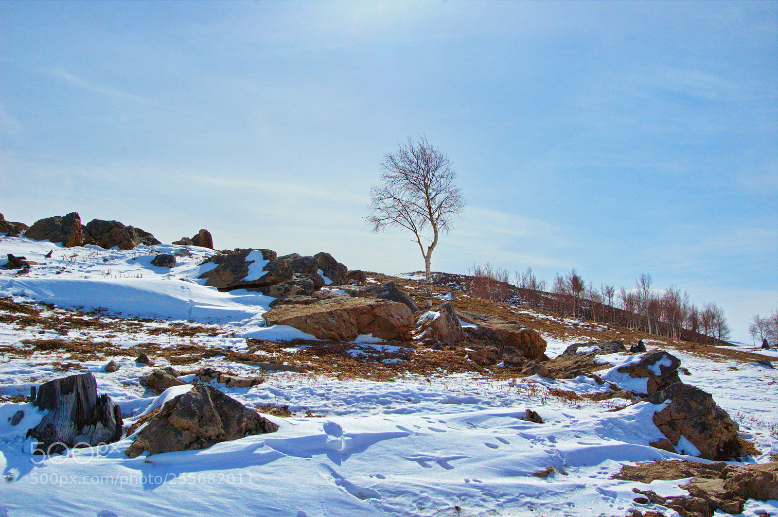Nikon D40 sample photo. Trees against the rocks photography