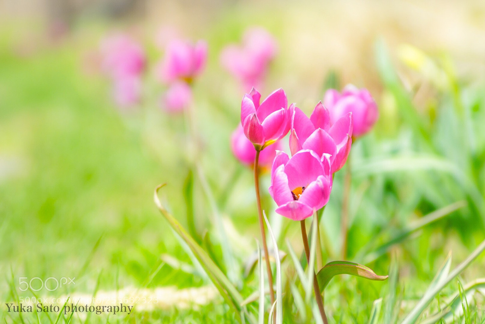 Sony a7R sample photo. チューリップ photography