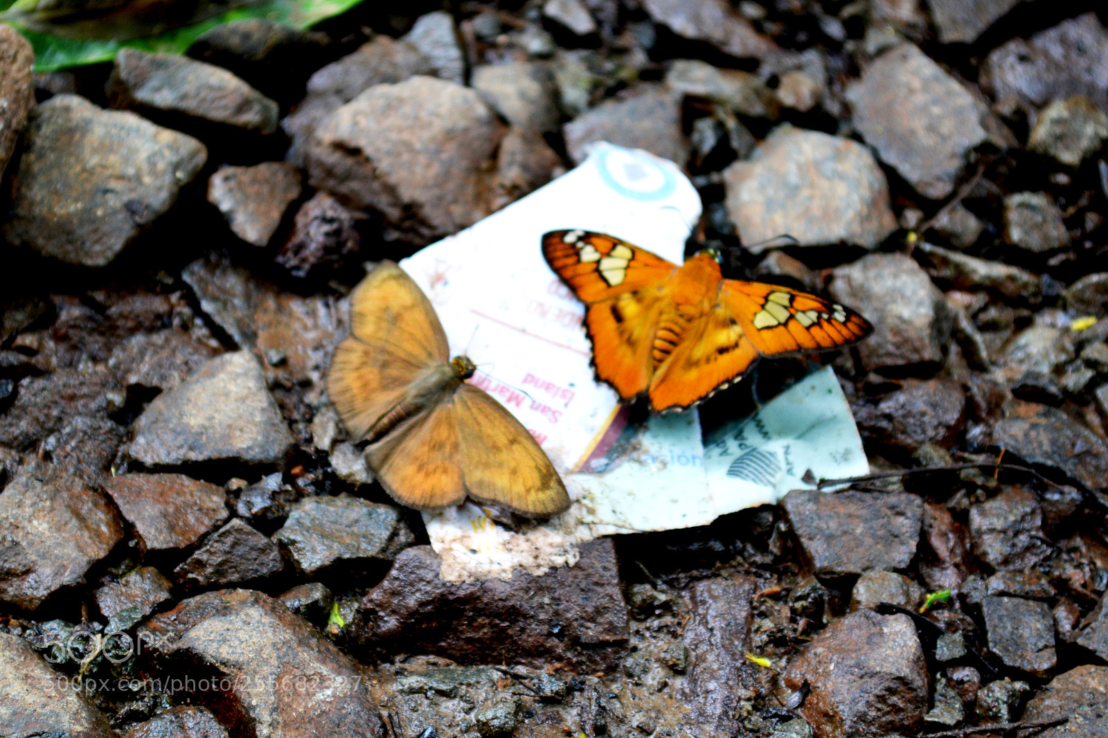 Nikon D5200 sample photo. Dsc photography