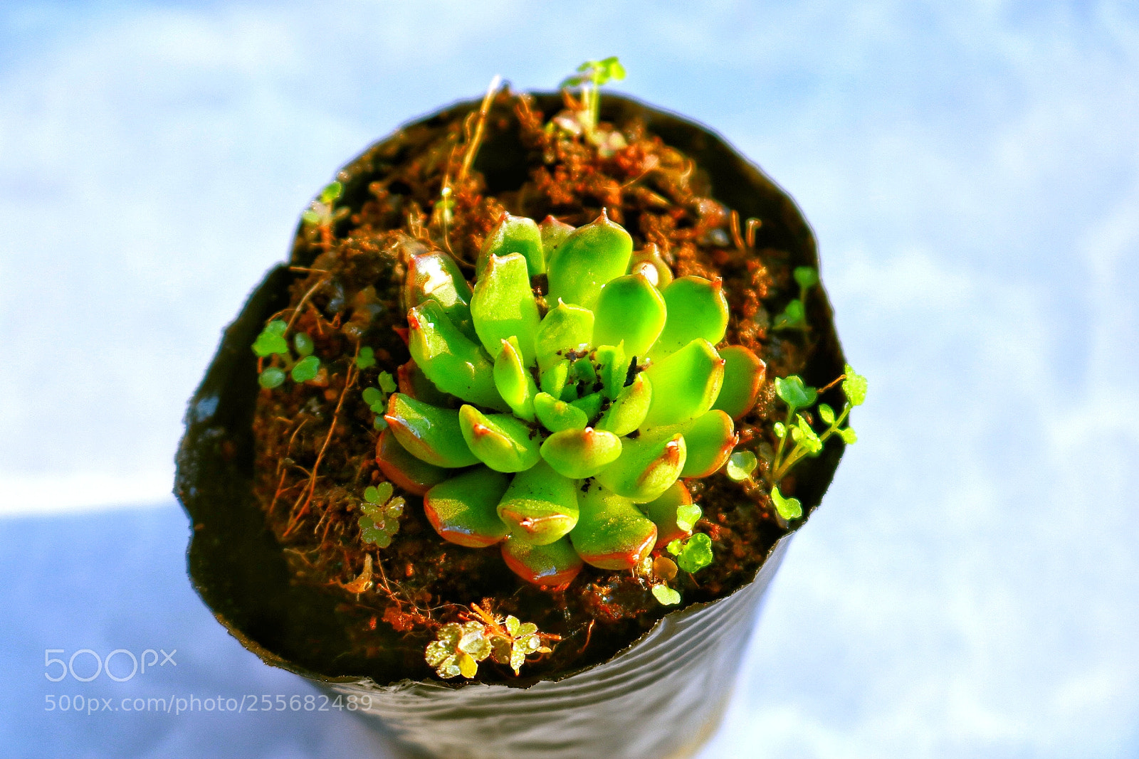 Canon EOS 750D (EOS Rebel T6i / EOS Kiss X8i) sample photo. Untitled photography