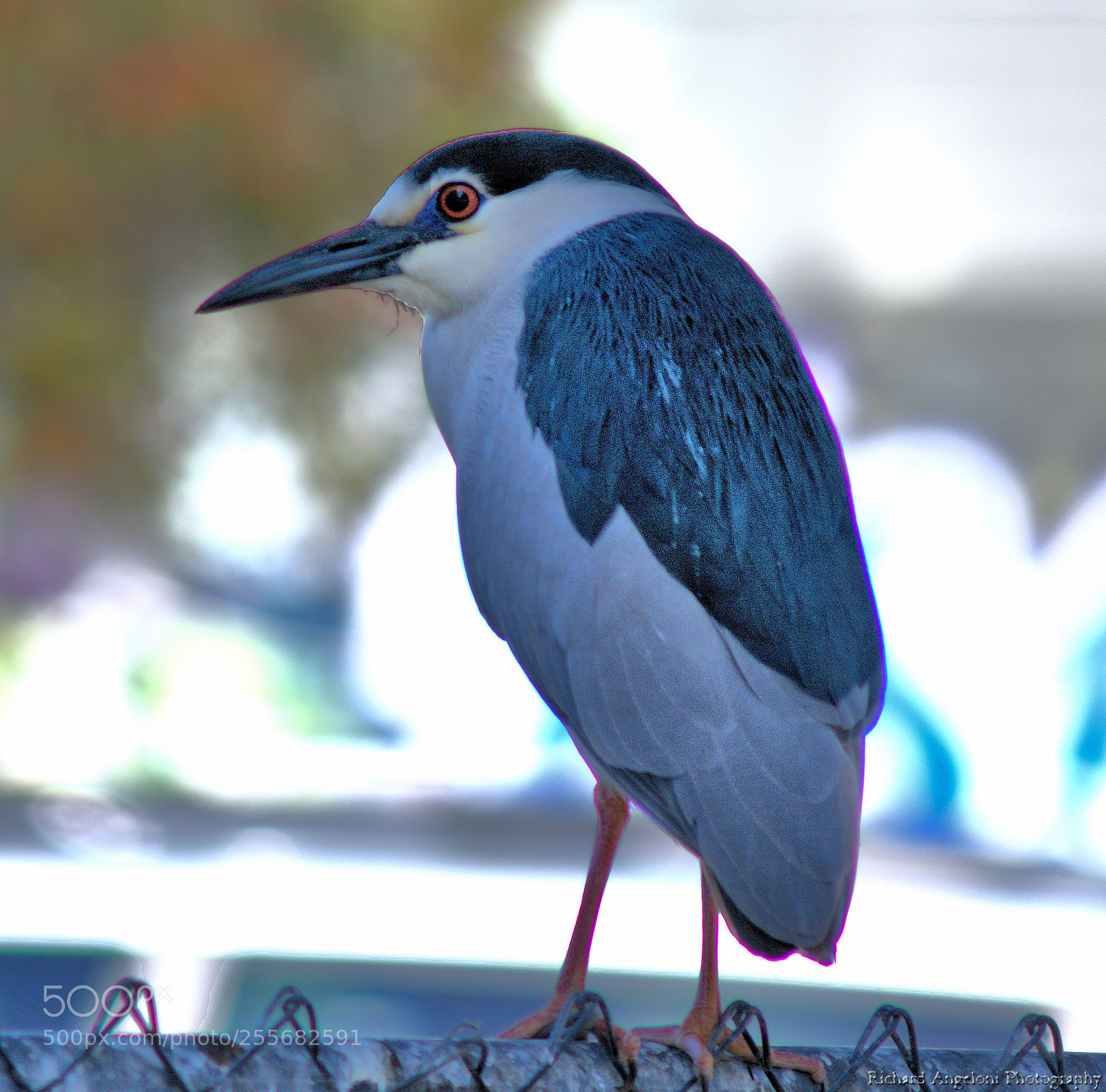 Nikon D5200 sample photo. Black crowned night heronw photography
