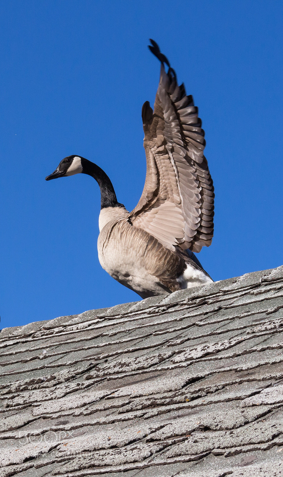 Canon EOS 700D (EOS Rebel T5i / EOS Kiss X7i) sample photo. Goose on roof photography