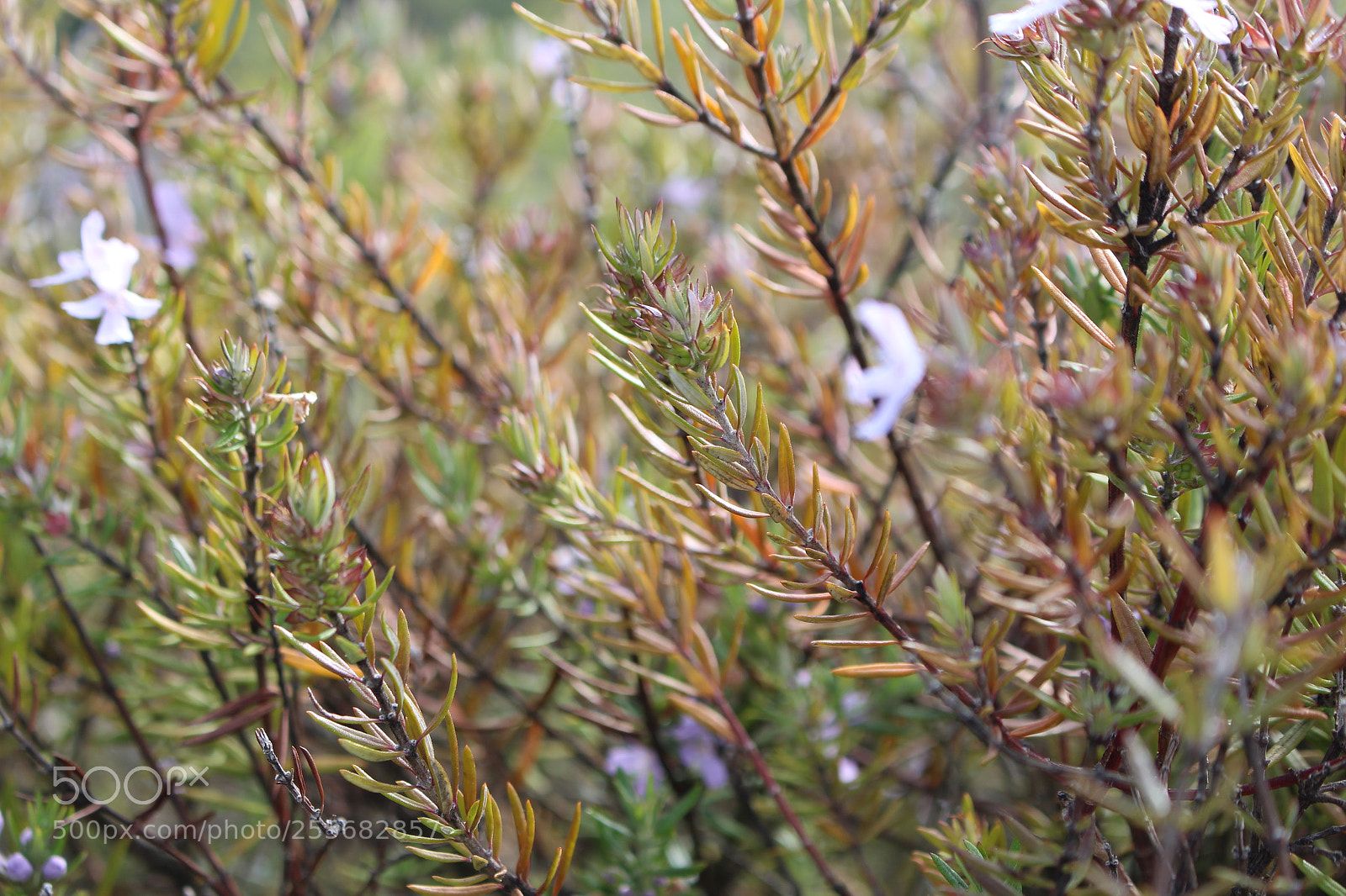 Canon EOS 700D (EOS Rebel T5i / EOS Kiss X7i) sample photo. Plants photography