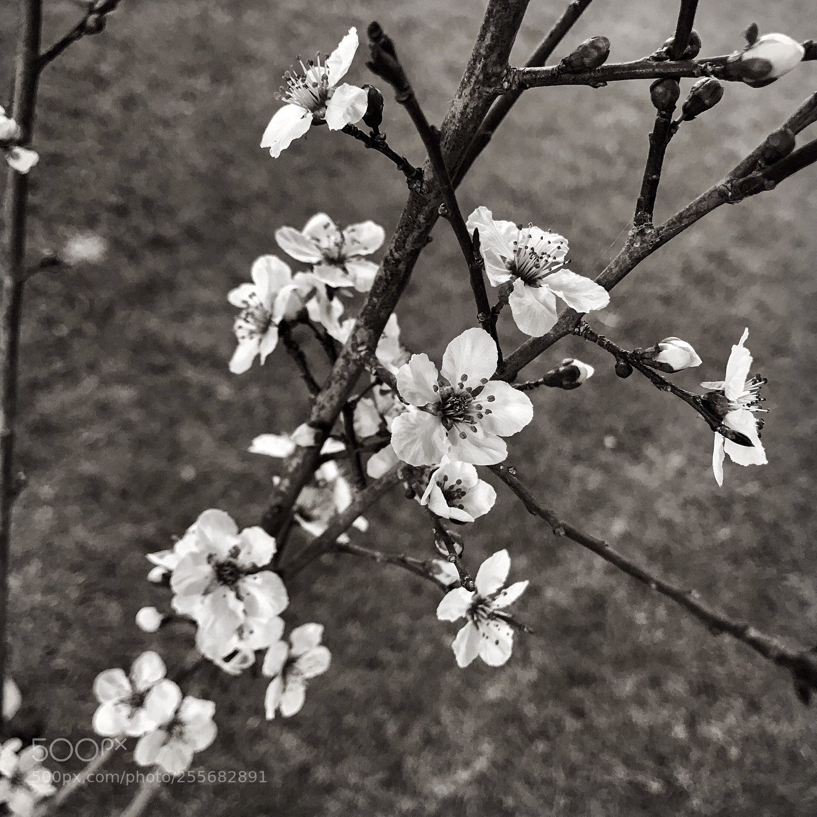 Apple iPhone 7 Plus sample photo. Bw plum flowers iii photography