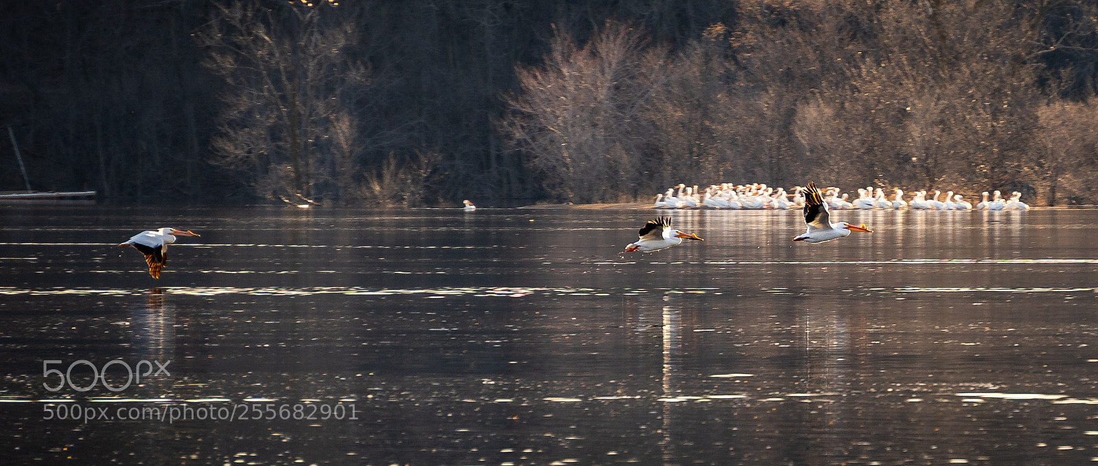 Sony a7 III sample photo. Migration photography