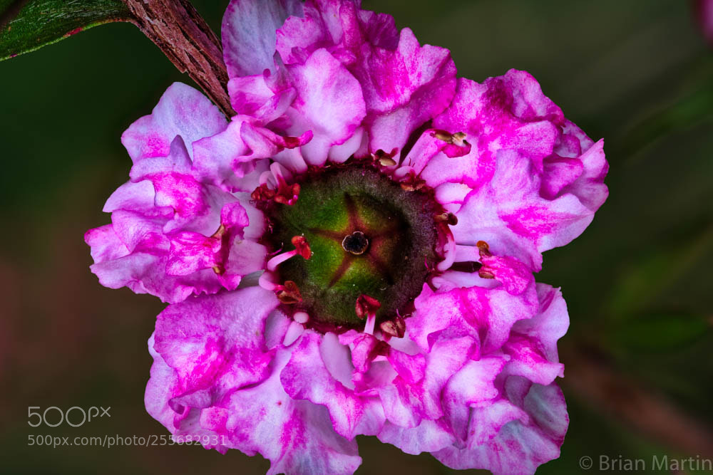 Sony a7R III sample photo. Pink lady photography