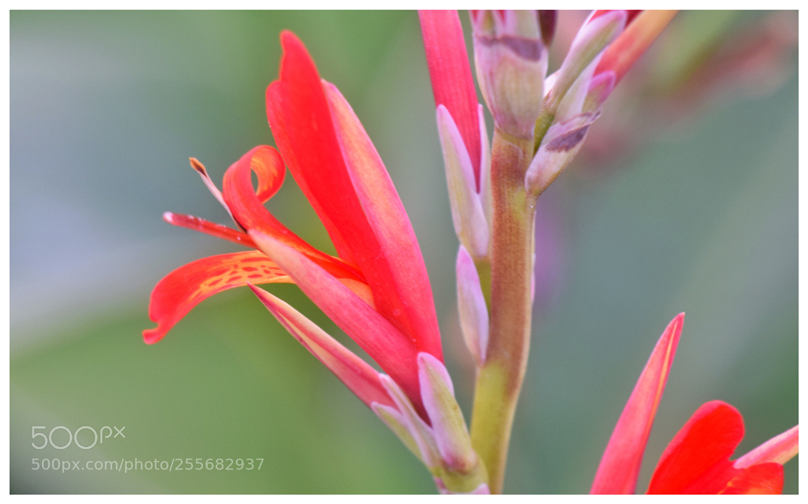 Nikon D3300 sample photo. Flower 2 photography