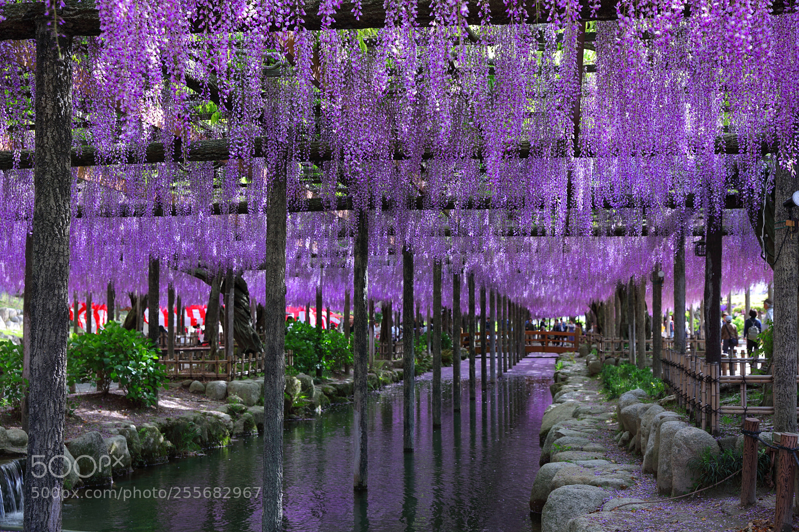 Canon EF 24-70mm F2.8L II USM sample photo. Wisteria photography