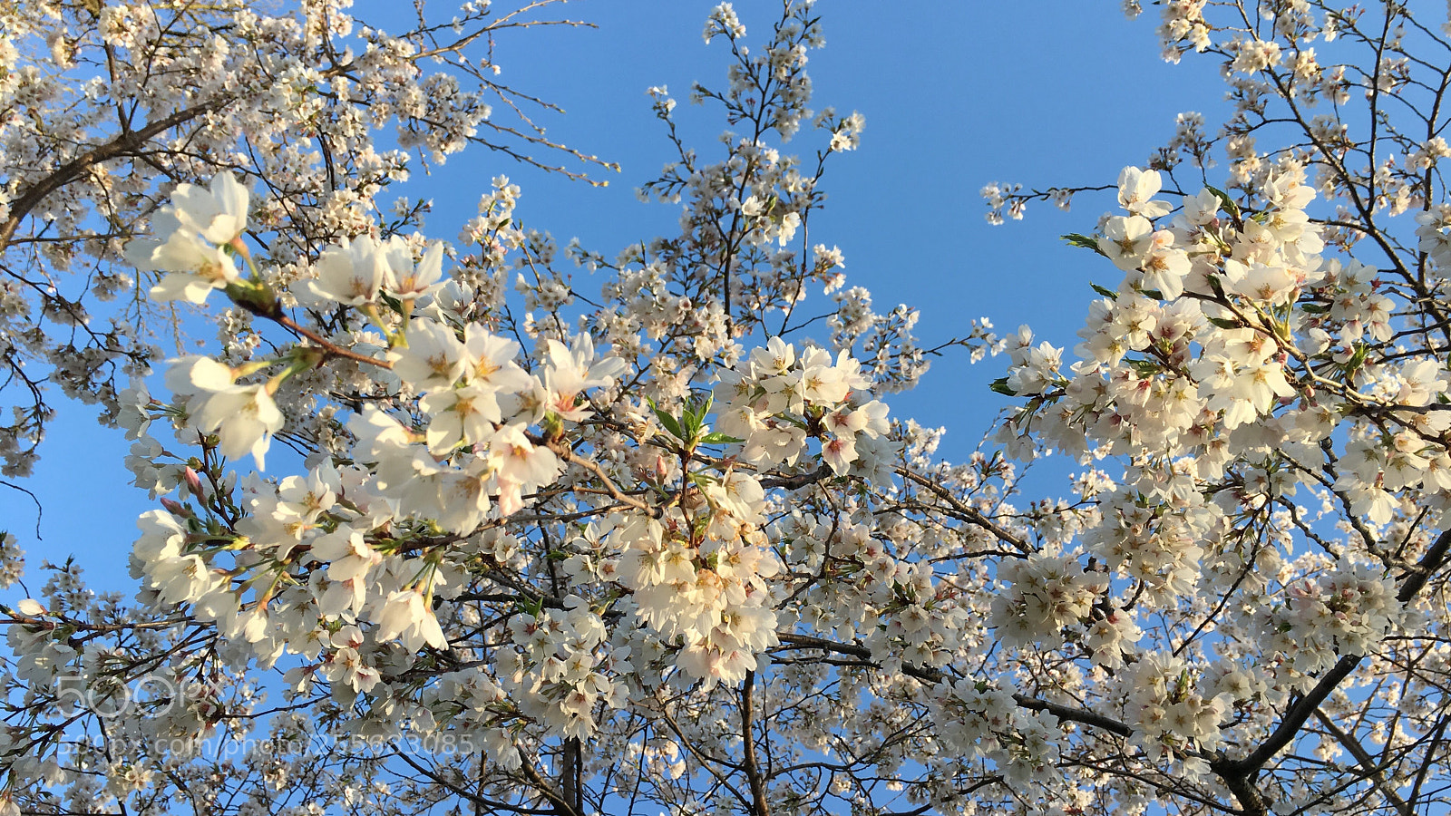 Apple iPhone 6s Plus sample photo. Beautiful white flower tree photography