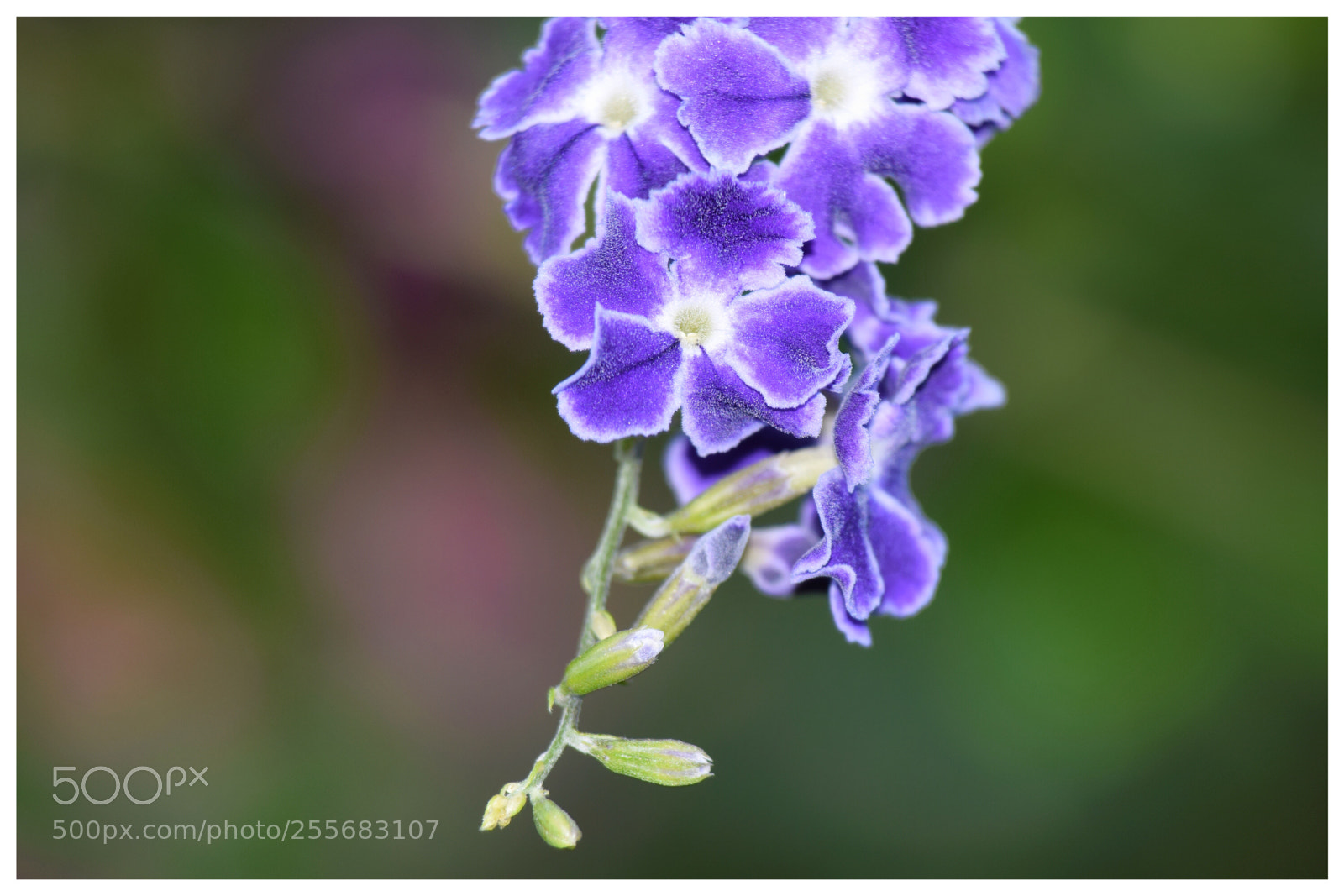 Nikon D3300 sample photo. Flower3 photography