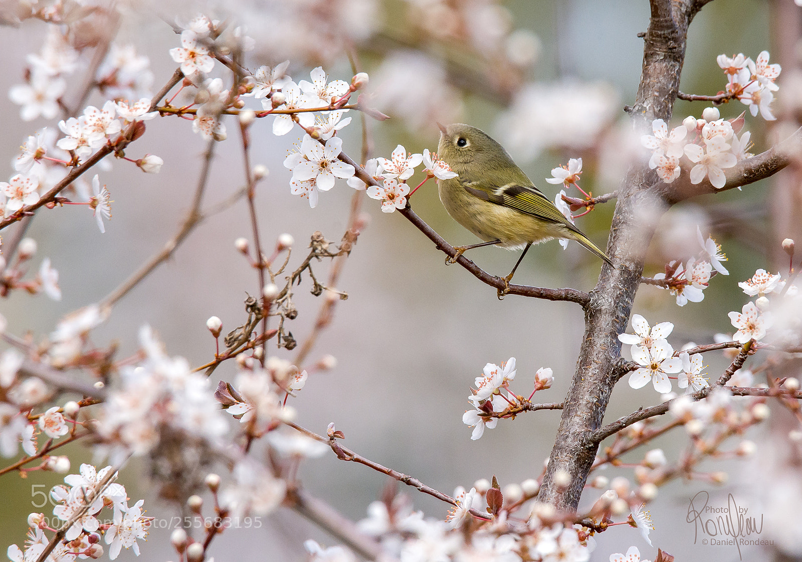 Nikon D7200 sample photo. Ruby-crested kinglet in cherry photography