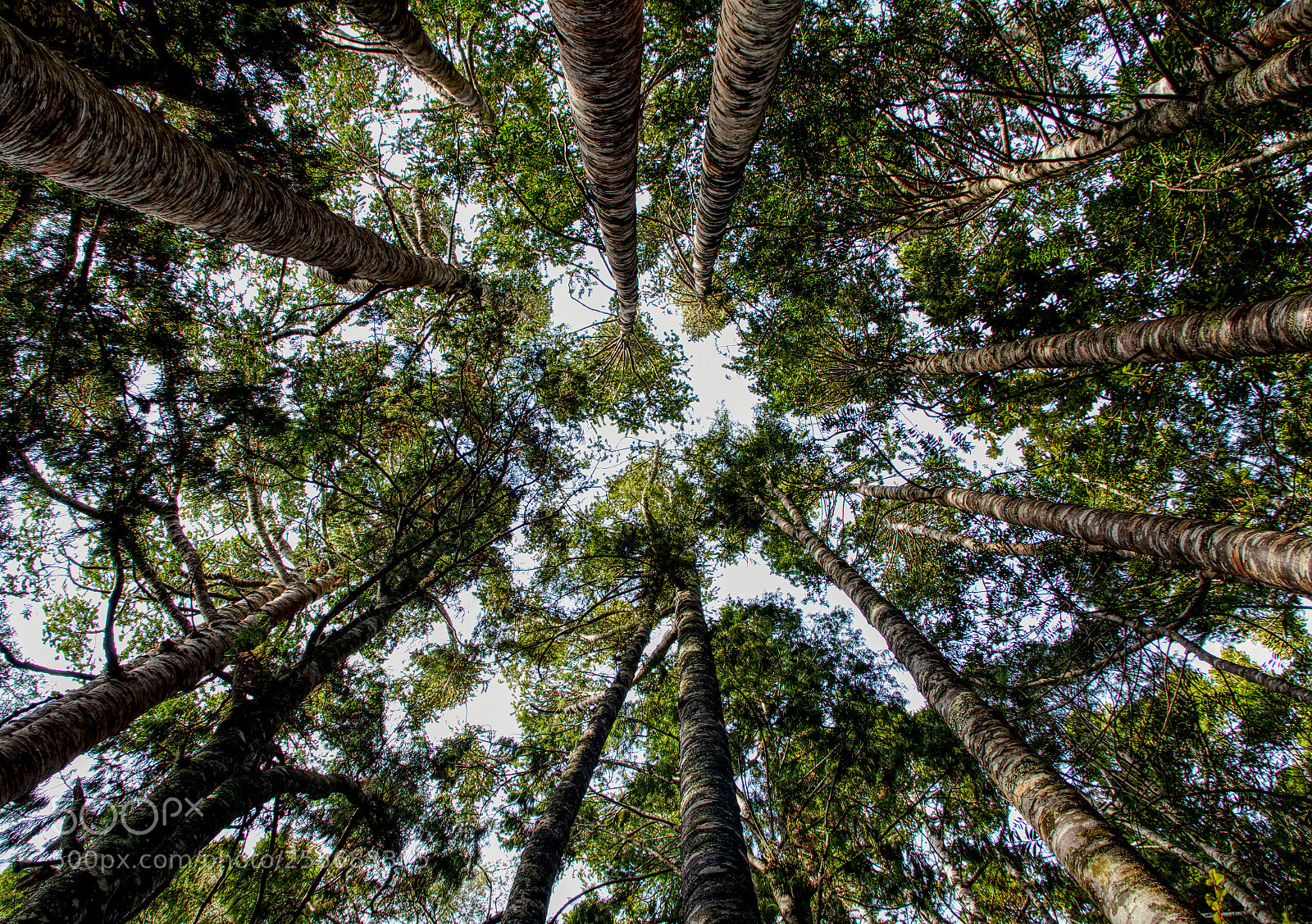 Canon EOS 70D sample photo. Kauri trees. waitakere ranges photography