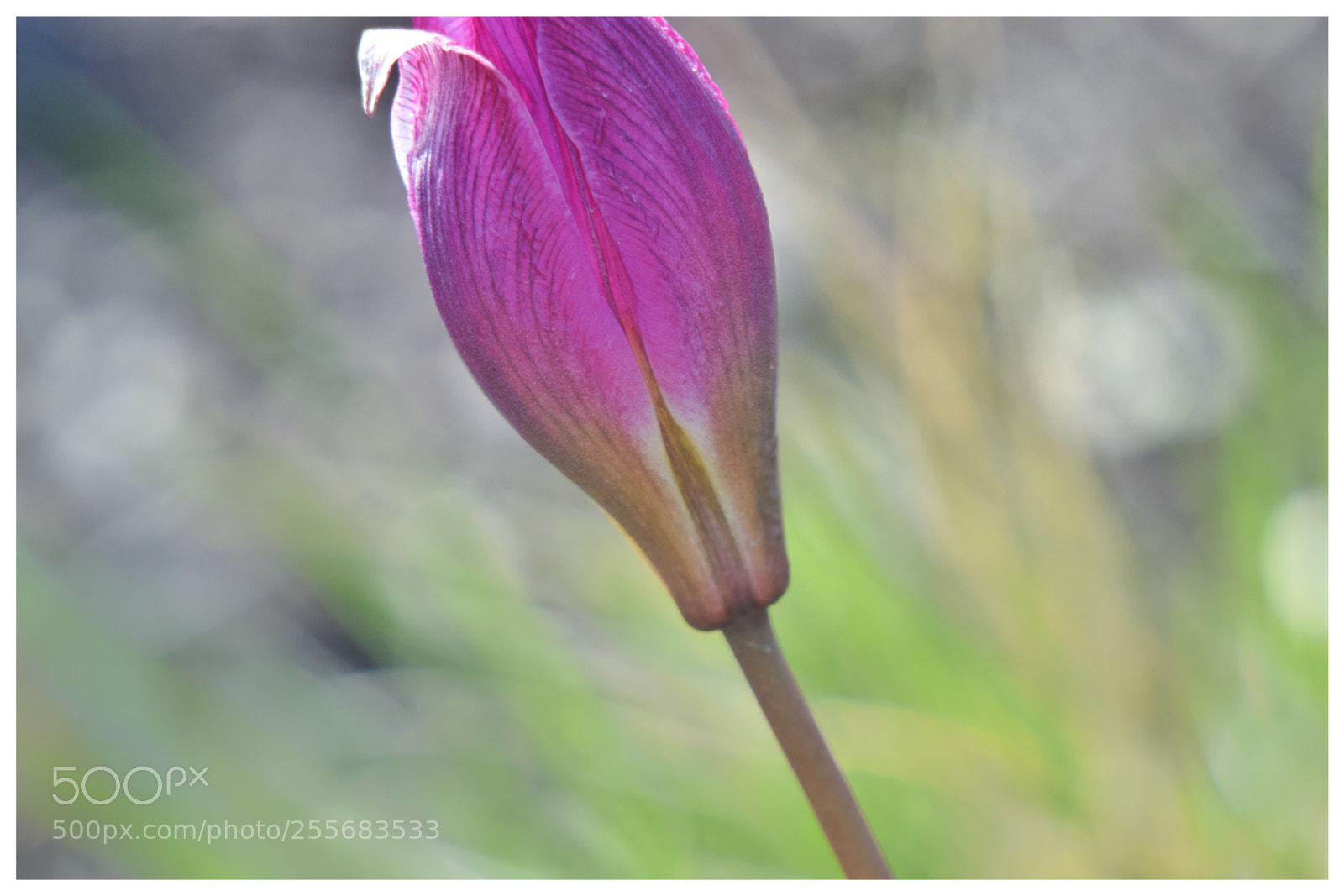 Nikon D3300 sample photo. Flower 4 photography