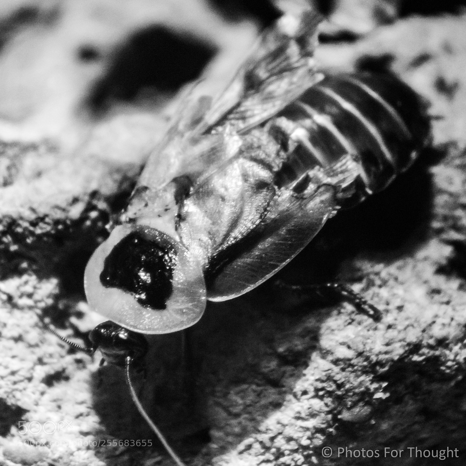 Sony Alpha NEX-5R sample photo. Roach photography