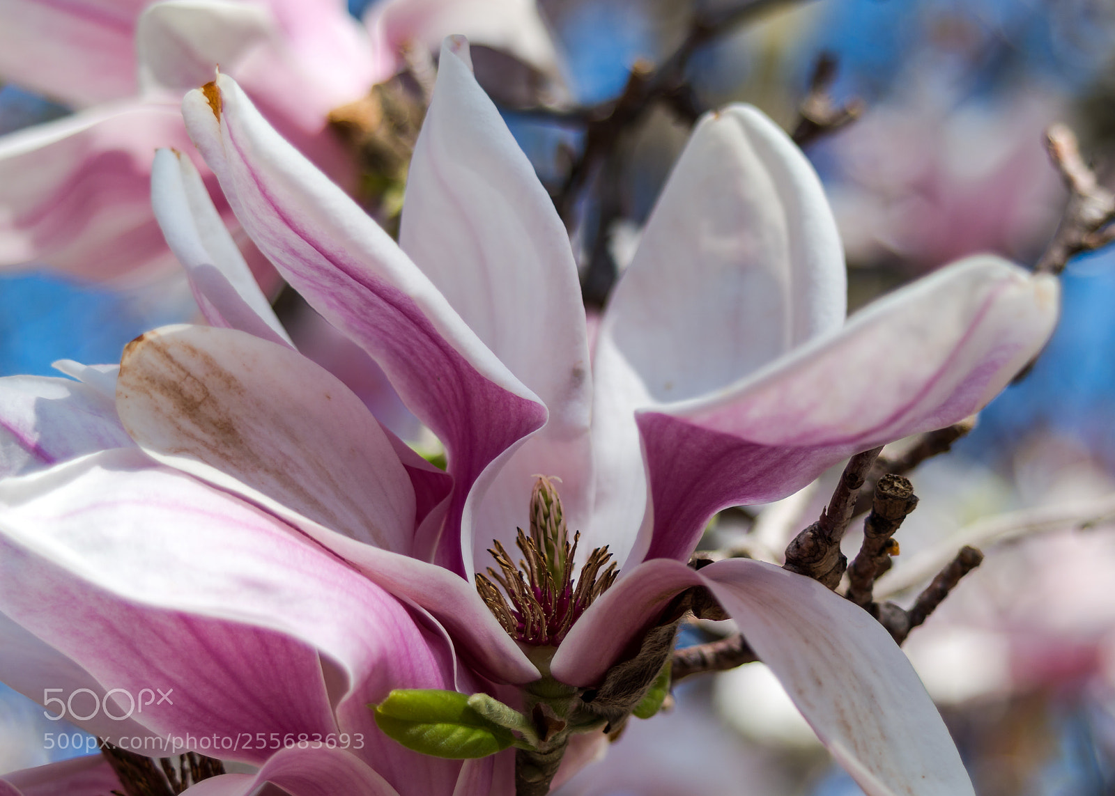 Pentax K-50 sample photo. Magnolia at latter stage photography
