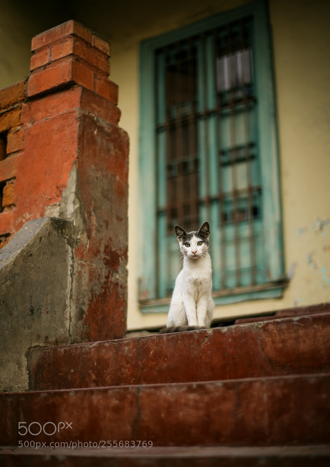 Canon EOS 6D sample photo. Peruvian stray photography