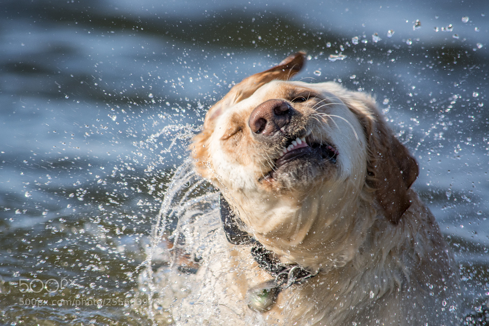 Nikon D7100 sample photo. Shake, shake, shake photography