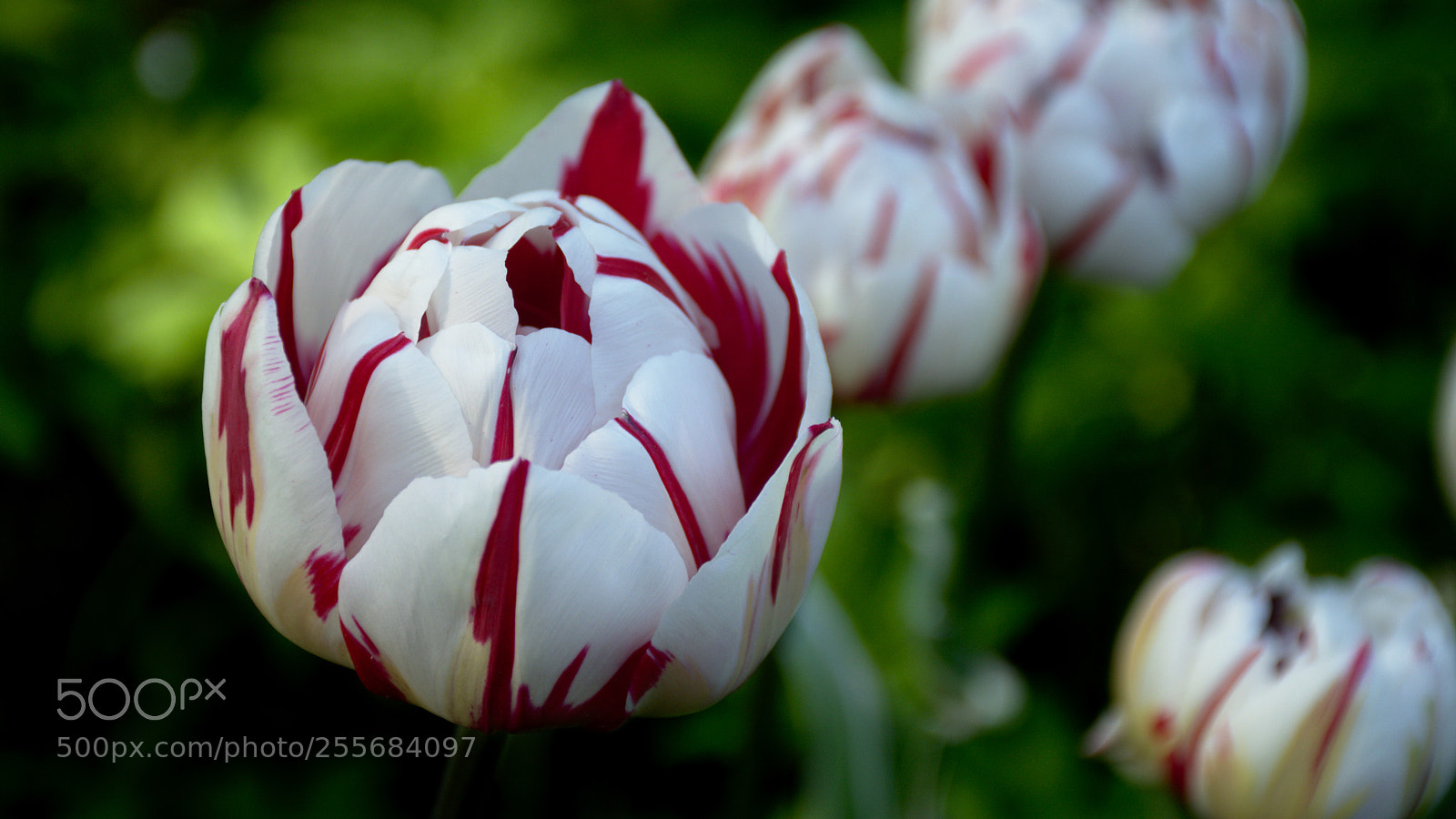 Nikon D7100 sample photo. Tulips in my garden photography