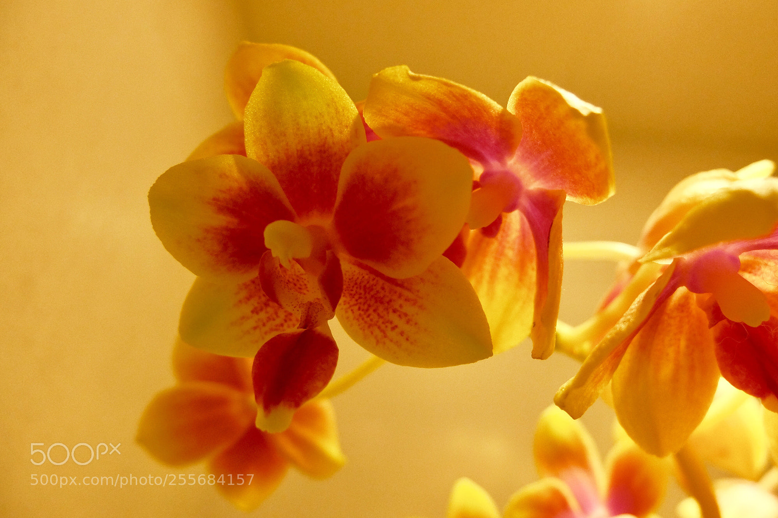 Fujifilm X30 sample photo. 蝴蝶蘭
phalaenopsis photography