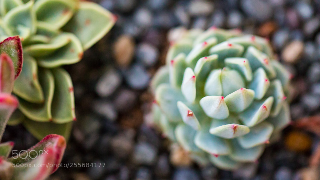 Canon EOS 5D Mark IV sample photo. Jade succulent photography