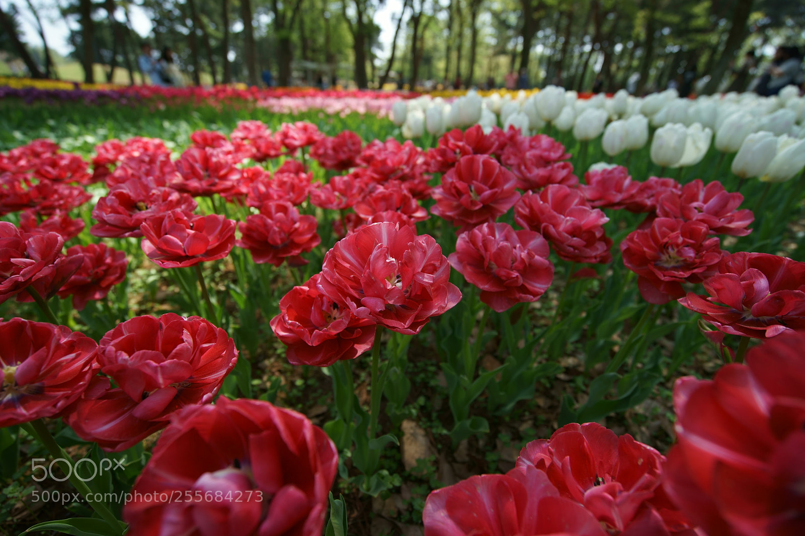 Sony a7 II sample photo. Dye it red photography