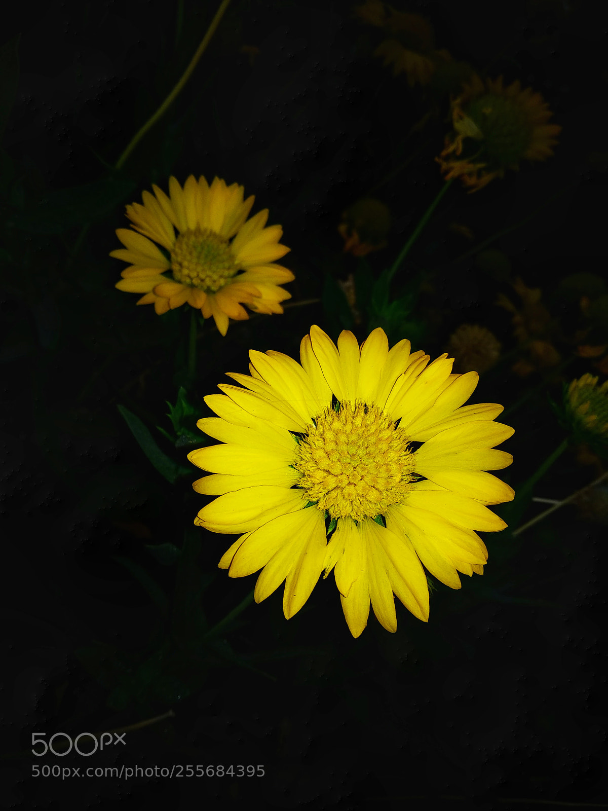 Xiaomi Mi A1 sample photo. Sunflower 2 photography