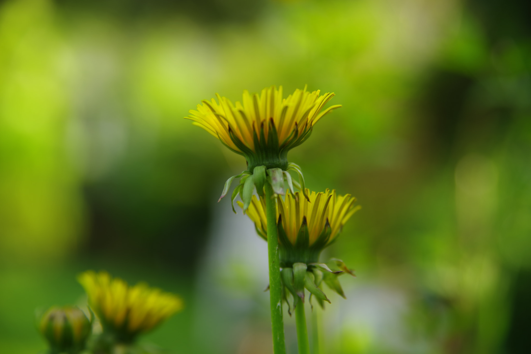 Pentax K-1 sample photo. Dandelion photography