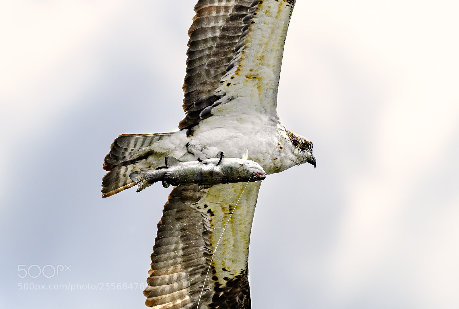 Nikon D500 sample photo. Hook, line and trout photography