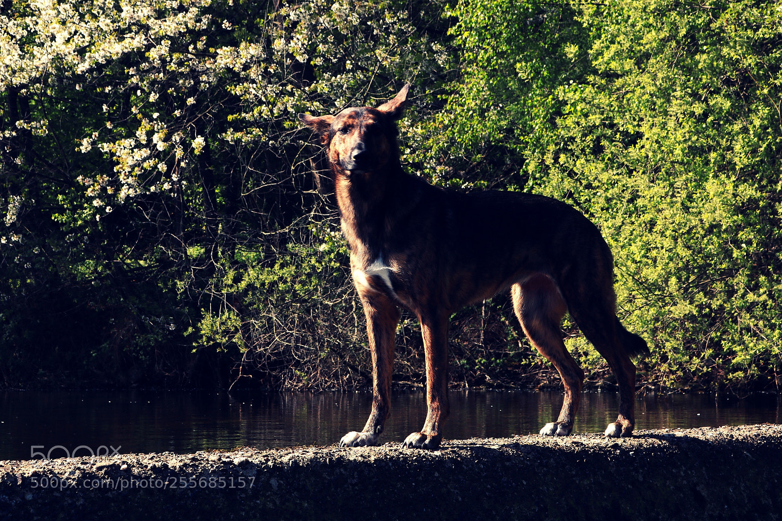 Canon EOS 750D (EOS Rebel T6i / EOS Kiss X8i) sample photo. Mary photography