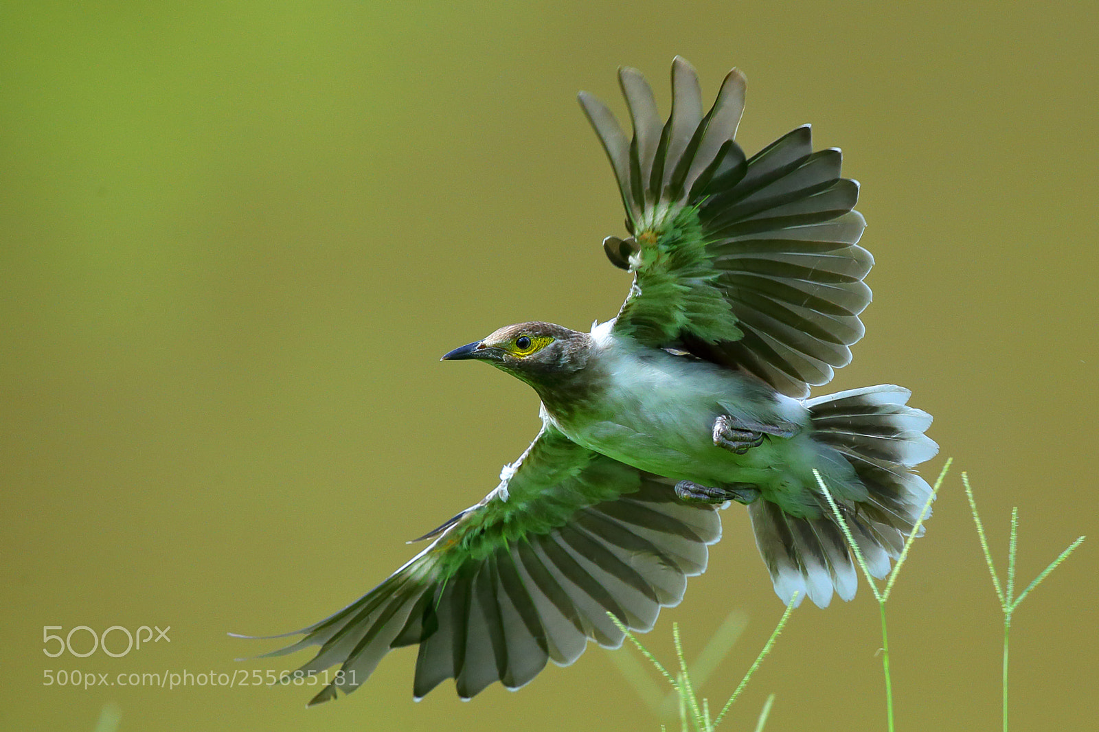 Canon EOS-1D X sample photo. Spread your wings and photography