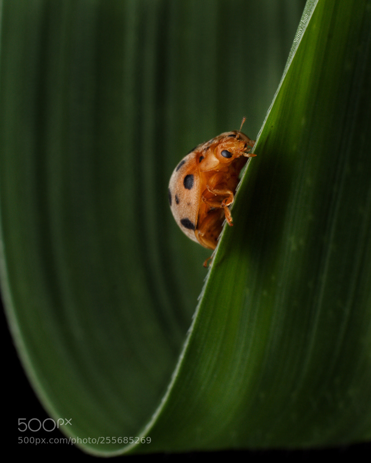 Canon EOS 700D (EOS Rebel T5i / EOS Kiss X7i) sample photo. Look！ photography